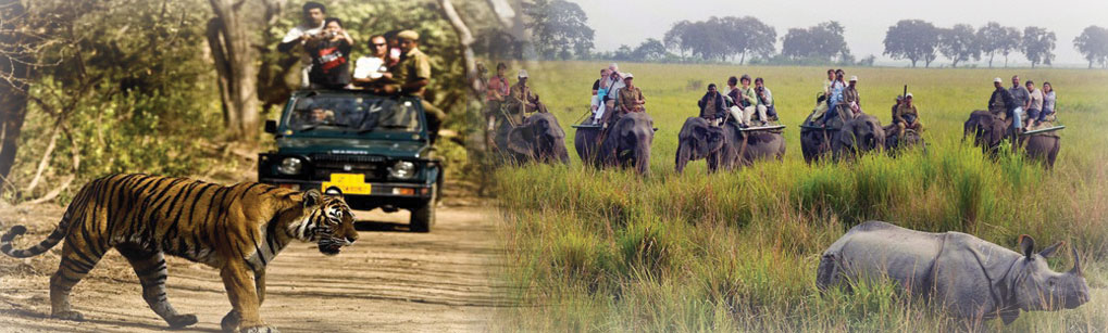 Leisure Tour Package by Natural Holidays leading Tour & Travel Operator / Agent to Sanctuaries like Kaziranga, Nameri, Manas National Park to see greate one horned Rhino, Tiger & various wildlife of Guwahati, Assam, Northeast, India, Asia