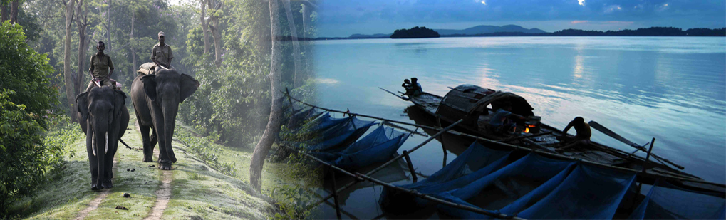 Summer Holiday Tour  (11 Nights/ 12 Days ) Low Cost Holiday Package by Leading Tour Operaor and Travel Agency in Guwahati, Natural Holidays. Site included Guwahati, Shillong, Cherrapunjee, Pobitora, Kaziranga, Majuli, Dibrugarh. Leading Travel Agent in Guwahati Assam Northeast India For Low Cost Quality Tour Package for Attractive place in Guwahati Shillong Cherrapunjee Pobitora Kaziranga Majuli Dibrugarh, Leading Tour Operator in Guwahati Assam Northeast India For Low Cost Quality Tour Package for Attractive place in Guwahati Shillong Cherrapunjee Pobitora Kaziranga Majuli Dibrugarh, Leading Travel Agency in Guwahati Assam Northeast India For Low Cost Quality Tour Package for Attractive place in Guwahati Shillong Cherrapunjee Pobitora Kaziranga Majuli Dibrugarh, Leading List Travel Agencies in Guwahati Assam Northeast India For Low Cost Quality Tour Package for Attractive place in Guwahati Shillong Cherrapunjee Pobitora Kaziranga Majuli Dibrugarh, Jungle Tour, Toursim Tea Garden of Assam Northeast India, Kaziranga Safari, Leisure Travelling places, Tourist Places in Assam Meghalaya, Jeep Safari Rhino at Kaziranga Pobitora, Birdwatching Birding at Kaziranga Pobitora, Best Travel Company in Northeast India for Birding, Cultural Travel to Satra of Majuli Largest Riverine in Asia, Historical sites, Elephants Safari at Kaziranga Pobitora, Timings to visit Kaziranga Pobitora, Attraction Shillong Peak Meghalaya Tourism, Place to visit Don Bosco museum , Tourism in Meghalaya Water falls Elephant falls, Cleaniest village  Mawlynnong, Cherrapunji, Waterfalls in Cherrapunji, Waterfalls in Cherrapunjee, Assam Tourism Kaziranga National Park, Pobitora, Majuli, Satras, Places to  Visit and see in Guwahati Shillong Cherrapunjee Cherrapunji Kaziranga Pobitora Majuli Dibrugarh
