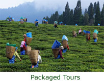 List of Travel Agents in Assam, List of Travel Agents for Packaged Tour, List of Agents in Assam for Bird Watching, List of Travel Agents in Assam for Birding Tour Package, List of Travel Agents for Kaziranga Tour Package, List of Travel Agents in Assam for Tawang Tour Package, List of Travel Agents in Assam for Bumla Pass, List of Travel Agents in Assam for Assam Tourism, List of Travel Agents for Shillong Tourism, List of Travel Agents in Assam for Meghalaya Tourism, List of Travel Agents for Nagaland Tourism, List of Travel Agents in Assam for Arunachal Tourism, List of Travel Agents for Honeymoon Package, List of Travel Agents in Assam for Religious Tour, List of Travel Agents in Assam for Kamakhya Tour Package, List of Travel Agents in Assam for Cherrapunji, List of Travel Agents in Assam for Cherrapunjee Waterfalls, List of Travel Agents in Assam for Monumental Tour, List of Travel Agents in Assam for  Heritage Tours, List of Travel Agents in Assam for Zoological Tours Package, List of Travel Agents in Assam for Botanical Tour Package, List of Travel Agents in Assam for Elephant Safari in Kaziranga, List of Travel Agents in Assam for Jeep Safari in Kaziranga, List of Travel Agents in Assam for Elephant safari in manas national park, List of Travel Agents in Assam for jeep safari in Manas National Park, List of Travel Agents in Assam for Ziro, List of Travel Agents in Assam for Historical Site, List of Travel Agents in Assam for Tribal Tours, List of Travel Agents in Assam for Adventure Tour, List of Travel Agents in Assam for Vehicle Hiring, List of Travel Agents in Assam for Vehicle Rental Services, List of Travel Agents in Assam for Nagaland, List of Travel Agents in Assam for Hornbill Festival, List of Travel Agents in Assam for Holidays Packages, List of Travel Agents in Assam for Festival Tour Package, List of Travel Agents in Assam for Wild life Tour Package, List of Travel Agents in Assam for Adventure Tour Package, List of Travel Agents in Assam for Low Budget tour Packages, List of Travel Agents in Assam for Cheap Price Package tour, List of Travel Agents in Assam for Best Quality Services in Tourism, List of Travel Agents in Assam for Best Quality Services in Packaged Tours, List of Travel Agents in Assam for Famous in Packaged Tour, List of Travel Agents in Assam for Air-Ticket, List of Travel Agents in Assam for Backpacking, List of Travel Agents in Assam for Low Cost Budget tour Packages