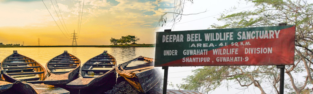 Dipor Beel Tour Operator Travel Agent, Dipor Beel National Park, Dipor Beel Tour Operator, Dipor Beel Travel Agent, Travel Agent Kaziranga, Dipor Beel Packaged Tour, Tour Package Dipor Beel, Itenary Dipor Beel, Dipor Beel Itenary, Rhino Dipor Beel, Visit to Dipor Beel, Tourist Spot Dipor Beel, Tourist Destination Dipor Beel, Trip to Dipor Beel, Adventure Trip to Dipor Beel, Leisure trip to Dipor Beel, Birding Dipor Beel, Trekking to Bhaklukpong, Tribal Tour Dipor Beel, Heritage Tour Dipor Beel, Deepor Beel Tour Operator Travel Agent, Deepor Beel National Park, Deepor Beel Tour Operator, Deepor Beel Travel Agent, Travel Agent Kaziranga, Deepor Beel Packaged Tour, Tour Package Deepor Beel, Itenary Deepor Beel, Deepor Beel Itenary, Rhino Deepor Beel, Visit to Deepor Beel, Tourist Spot Deepor Beel, Tourist Destination Deepor Beel, Trip to Deepor Beel, Adventure Trip to Deepor Beel, Leisure trip to Deepor Beel, Birding Deepor Beel, Trekking to Bhaklukpong, Tribal Tour Deepor Beel, Heritage Tour Deepor Beel, Deepor Beel Bird Wildlife Sanctuary Tour Operator Travel Agent, Deepor Beel Bird Wildlife Sanctuary National Park, Deepor Beel Bird Wildlife Sanctuary Tour Operator, Deepor Beel Bird Wildlife Sanctuary Travel Agent, Travel Agent Kaziranga, Deepor Beel Bird Wildlife Sanctuary Packaged Tour, Tour Package Deepor Beel Bird Wildlife Sanctuary, Itenary Deepor Beel Bird Wildlife Sanctuary, Deepor Beel Bird Wildlife Sanctuary Itenary, Rhino Deepor Beel Bird Wildlife Sanctuary, Visit to Deepor Beel Bird Wildlife Sanctuary, Tourist Spot Deepor Beel Bird Wildlife Sanctuary, Tourist Destination Deepor Beel Bird Wildlife Sanctuary, Trip to Deepor Beel Bird Wildlife Sanctuary, Adventure Trip to Deepor Beel Bird Wildlife Sanctuary, Leisure trip to Deepor Beel Bird Wildlife Sanctuary, Birding Deepor Beel Bird Wildlife Sanctuary, Trekking to Bhaklukpong, Tribal Tour Deepor Beel Bird Wildlife Sanctuary, Heritage Tour Deepor Beel Bird Wildlife Sanctuary, Deepor Beel Guwahati Assam Tour Operator Travel Agent, Deepor Beel Guwahati Assam National Park, Deepor Beel Guwahati Assam Tour Operator, Deepor Beel Guwahati Assam Travel Agent, Travel Agent Kaziranga, Deepor Beel Guwahati Assam Packaged Tour, Tour Package Deepor Beel Guwahati Assam, Itenary Deepor Beel Guwahati Assam, Deepor Beel Guwahati Assam Itenary, Rhino Deepor Beel Guwahati Assam, Visit to Deepor Beel Guwahati Assam, Tourist Spot Deepor Beel Guwahati Assam, Tourist Destination Deepor Beel Guwahati Assam, Trip to Deepor Beel Guwahati Assam, Adventure Trip to Deepor Beel Guwahati Assam, Leisure trip to Deepor Beel Guwahati Assam, Birding Deepor Beel Guwahati Assam, Trekking to Bhaklukpong, Tribal Tour Deepor Beel Guwahati Assam, Heritage Tour Deepor Beel Guwahati Assam, Birding in Deepor Beel India, Bird Watching in Deepor Beel India, Birding Destionation in Deepor Beel India, National Park Birding, Bird Watcher in Deepor Beel India, Places for Bird Watching in Deepor Beel India, Birding Tour Package, Bird Watching Tour Package, Tour Operator for Birding in Deepor Beel , Travel Agent for Birding in Deepor Beel , Bird Watching Itenary, Itenary for Wildlife Birding Deepor Beel India, Package Tour for Birding in Deepor Beel India, Birding India Tours, Bird Watching Tour, Tourist Attraction Birding in Deepor Beel India, Tourist Destionation Bird Watching places in Deepor Beel India, Birding in Dipor Beel, Bird Watching in Dipor Beel, Birding Destionation in Dipor Beel, National Park Birding, Bird Watcher in Dipor Beel, Places for Bird Watching in Dipor Beel, Birding Tour Package, Bird Watching Tour Package, Tour Operator for Birding in Jhanjimukh Kakilamukh , Travel Agent for Birding in Jhanjimukh Kakilamukh , Bird Watching Itenary, Itenary for Wildlife Birding Dipor Beel, Package Tour for Birding in Dipor Beel, Birding India Tours, Bird Watching Tour, Tourist Attraction Birding in Dipor Beel, Tourist Destionation Bird Watching places in Dipor Beel