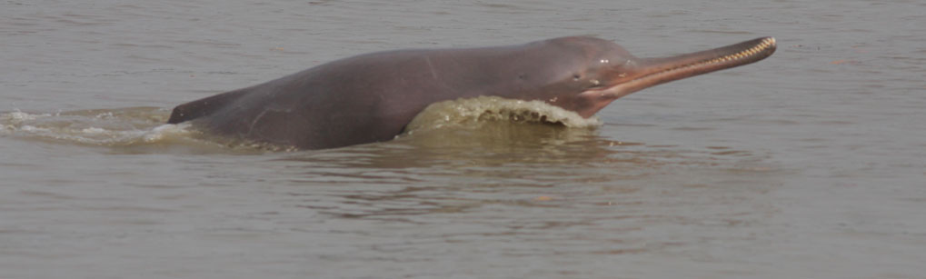 River Dolphin Kukurmara Kulsi Kuiya Tour Operator Travel Agent, River Dolphin Kukurmara Kulsi Kuiya National Park, River Dolphin Kukurmara Kulsi Kuiya Tour Operator, River Dolphin Kukurmara Kulsi Kuiya Travel Agent, Travel Agent Kaziranga, River Dolphin Kukurmara Kulsi Kuiya Packaged Tour, Tour Package River Dolphin Kukurmara Kulsi Kuiya, Itenary River Dolphin Kukurmara Kulsi Kuiya, River Dolphin Kukurmara Kulsi Kuiya Itenary, Rhino River Dolphin Kukurmara Kulsi Kuiya, Visit to River Dolphin Kukurmara Kulsi Kuiya, Tourist Spot River Dolphin Kukurmara Kulsi Kuiya, Tourist Destination River Dolphin Kukurmara Kulsi Kuiya