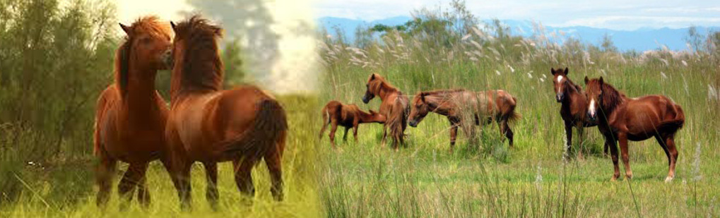 Dibru-Saikhowa National Park Feral Horse Tour Operator Travel Agent, Dibru-Saikhowa National Park Feral Horse National Park, Dibru-Saikhowa National Park Feral Horse Tour Operator, Dibru-Saikhowa National Park Feral Horse Travel Agent, Travel Agent Kaziranga, Dibru-Saikhowa National Park Feral Horse Packaged Tour, Tour Package Dibru-Saikhowa National Park Feral Horse, Itenary Dibru-Saikhowa National Park Feral Horse, Dibru-Saikhowa National Park Feral Horse Itenary, Rhino Dibru-Saikhowa National Park Feral Horse, Visit to Dibru-Saikhowa National Park Feral Horse, Tourist Spot Dibru-Saikhowa National Park Feral Horse, Tourist Destination Dibru-Saikhowa National Park Feral Horse, Birding in Dibru-Saikhowa National Park India, Bird Watching in Dibru-Saikhowa National Park India, Birding Destionation in Dibru-Saikhowa National Park India, National Park Birding, Bird Watcher in Dibru-Saikhowa National Park India, Places for Bird Watching in Dibru-Saikhowa National Park India, Birding Tour Package, Bird Watching Tour Package, Tour Operator for Birding in Dibru-Saikhowa National Park , Travel Agent for Birding in Dibru-Saikhowa National Park , Bird Watching Itenary, Itenary for Wildlife Birding Dibru-Saikhowa National Park India, Package Tour for Birding in Dibru-Saikhowa National Park India, Birding India Tours, Bird Watching Tour, Tourist Attraction Birding in Dibru-Saikhowa National Park India, Tourist Destionation Bird Watching places in Dibru-Saikhowa National Park India