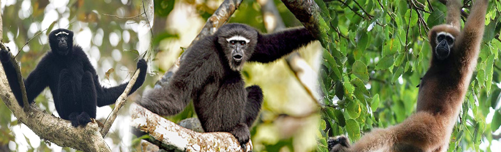 Hollongapar Gibbon Wildlife sanctuary Tour Operator Travel Agent, Hollongapar Gibbon Wildlife sanctuary National Park, Hollongapar Gibbon Wildlife sanctuary Tour Operator, Hollongapar Gibbon Wildlife sanctuary Travel Agent, Travel Agent Kaziranga, Hollongapar Gibbon Wildlife sanctuary Packaged Tour, Tour Package Hollongapar Gibbon Wildlife sanctuary, Itenary Hollongapar Gibbon Wildlife sanctuary, Hollongapar Gibbon Wildlife sanctuary Itenary, Rhino Hollongapar Gibbon Wildlife sanctuary, Visit to Hollongapar Gibbon Wildlife sanctuary, Tourist Spot Hollongapar Gibbon Wildlife sanctuary, Tourist Destination Hollongapar Gibbon Wildlife sanctuary, Birding in Hollongapar Gibbon Wildlife sanctuary India, Bird Watching in Hollongapar Gibbon Wildlife sanctuary India, Birding Destionation in Hollongapar Gibbon Wildlife sanctuary India, National Park Birding, Bird Watcher in Hollongapar Gibbon Wildlife sanctuary India, Places for Bird Watching in Hollongapar Gibbon Wildlife sanctuary India, Birding Tour Package, Bird Watching Tour Package, Tour Operator for Birding in Hollongapar Gibbon Wildlife sanctuary , Travel Agent for Birding in Hollongapar Gibbon Wildlife sanctuary , Bird Watching Itenary, Itenary for Wildlife Birding Hollongapar Gibbon Wildlife sanctuary India, Package Tour for Birding in Hollongapar Gibbon Wildlife sanctuary India, Birding India Tours, Bird Watching Tour, Tourist Attraction Birding in Hollongapar Gibbon Wildlife sanctuary India, Tourist Destionation Bird Watching places in Hollongapar Gibbon Wildlife sanctuary India