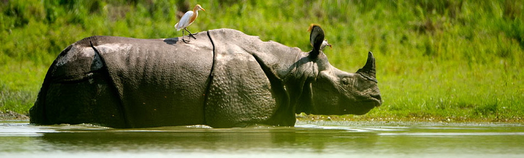 Kaziranga Tour Operator, Kaziranga Travel Agent, Tour Operator Kaziranga, Travel Agent Kaziranga, Kaziranga Tour Itenary, Kaziranga Tour Packages, Travel Guide to Kaziranga National Park, Kaziranga National Park Rhino Tour Operator Travel Agent, Kaziranga National Park Rhino National Park, Kaziranga National Park Rhino Tour Operator, Kaziranga National Park Rhino Travel Agent, Travel Agent Kaziranga, Kaziranga National Park Rhino Packaged Tour, Tour Package Kaziranga National Park Rhino, Itenary Kaziranga National Park Rhino, Kaziranga National Park Rhino Itenary, Rhino Kaziranga National Park Rhino, Visit to Kaziranga National Park Rhino, Tourist Spot Kaziranga National Park Rhino, Tourist Destination Kaziranga National Park Rhino, Trip to Kaziranga, Travel Advisor to Kaziranga, Package Tour Kaziranga National Park, Jungle Safari Kaziranga National Park, Jeep Safari Kaziranga National Park, Elephant Safari Kaziranga National Park, Time for Kaziranga National Park, Birding at Kaziranga National Park, Rhino at Kaziranga National Park, Yatra Kaziranga National Park, Cottage Kaziranga National Park, Hotels Kaziranga National Park, Foreign Tourist at Kaziranga National Park, Rhino conservation at Kaziranga National Park, Time to Travel Kaziranga National Park, Kaziranga Tours, National Park, Wildlife Sancturies, Wildlife Tours, Leisure Tours,  Pilgrims Tours, Bird Watching, Honeymoon Package, Adventure Tours, Birding in Kaziranga National Park, Bird Watching in Kaziranga National Park, Birding Destionation in Kaziranga National Park, National Park Birding, Bird Watcher in Kaziranga National Park, Places for Bird Watching in Kaziranga National Park, Birding Tour Package, Bird Watching Tour Package, Tour Operator for Birding in Jhanjimukh Kakilamukh , Travel Agent for Birding in Jhanjimukh Kakilamukh , Bird Watching Itenary, Itenary for Wildlife Birding Kaziranga National Park, Package Tour for Birding in Kaziranga National Park, Birding India Tours, Bird Watching Tour, Tourist Attraction Birding in Kaziranga National Park, Tourist Destionation Bird Watching places in Kaziranga National Park