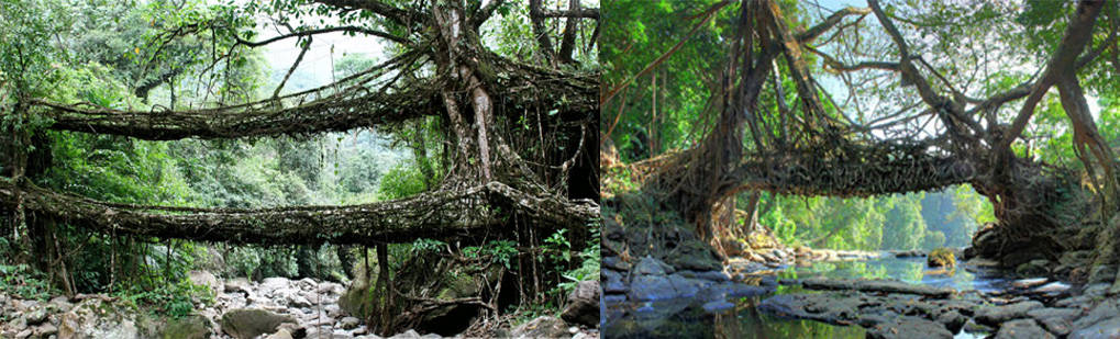 Living Root Bridge Tour Operator Travel Agent, Living Root Bridge National Park, Living Root Bridge Tour Operator, Living Root Bridge Travel Agent, Travel Agent Kaziranga, Living Root Bridge Packaged Tour, Tour Package Living Root Bridge, Itenary Living Root Bridge, Living Root Bridge Itenary, Rhino Living Root Bridge, Visit to Living Root Bridge, Tourist Spot Living Root Bridge, Tourist Destination Living Root Bridge