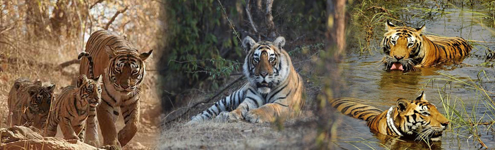 Manas National Park, Manas Wildlife Sanctuary, Tiger Reserver Tour Operator Travel Agent, Manas National Park, Manas Wildlife Sanctuary, Tiger Reserver National Park, Manas National Park, Manas Wildlife Sanctuary, Tiger Reserver Tour Operator, Manas National Park, Manas Wildlife Sanctuary, Tiger Reserver Travel Agent, Travel Agent Kaziranga, Manas National Park, Manas Wildlife Sanctuary, Tiger Reserver Packaged Tour, Tour Package Manas National Park, Manas Wildlife Sanctuary, Tiger Reserver, Itenary Manas National Park, Manas Wildlife Sanctuary, Tiger Reserver, Manas National Park, Manas Wildlife Sanctuary, Tiger Reserver Itenary, Rhino Manas National Park, Manas Wildlife Sanctuary, Tiger Reserver, Visit to Manas National Park, Manas Wildlife Sanctuary, Tiger Reserver, Tourist Spot Manas National Park, Manas Wildlife Sanctuary, Tiger Reserver, Tourist Destination Manas National Park, Manas Wildlife Sanctuary, Tiger Reserver, Birding in Manas National Park India, Bird Watching in Manas National Park India, Birding Destionation in Manas National Park India, National Park Birding, Bird Watcher in Manas National Park India, Places for Bird Watching in Manas National Park India, Birding Tour Package, Bird Watching Tour Package, Tour Operator for Birding in Manas National Park , Travel Agent for Birding in Manas National Park , Bird Watching Itenary, Itenary for Wildlife Birding Manas National Park India, Package Tour for Birding in Manas National Park India, Birding India Tours, Bird Watching Tour, Tourist Attraction Birding in Manas National Park India, Tourist Destionation Bird Watching places in Manas National Park India