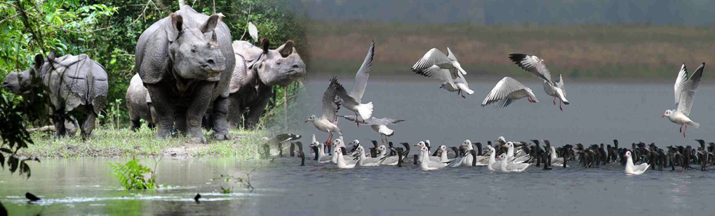 Pobitora Tour Operator Travel Agent, Pobitora National Park, Pobitora Tour Operator, Pobitora Travel Agent, Travel Agent Kaziranga, Pobitora Packaged Tour, Tour Package Pobitora, Itenary Pobitora, Pobitora Itenary, Rhino Pobitora, Visit to Pobitora, Tourist Spot Pobitora, Tourist Destination Pobitora, Trip to Pobitora, Adventure Trip to Pobitora, Leisure trip to Pobitora, Birding Pobitora, Trekking to Pobitora, Tribal Tour Pobitora, Heritage Tour Pobitora, Pabitora Tour Operator Travel Agent, Pabitora National Park, Pabitora Tour Operator, Pabitora Travel Agent, Travel Agent Kaziranga, Pabitora Packaged Tour, Tour Package Pabitora, Itenary Pabitora, Pabitora Itenary, Rhino Pabitora, Visit to Pabitora, Tourist Spot Pabitora, Tourist Destination Pabitora, Trip to Pabitora, Adventure Trip to Pabitora, Leisure trip to Pabitora, Birding Pabitora, Trekking to Pabitora, Tribal Tour Pabitora, Heritage Tour Pabitora, Pobitora or Pabitora Wildlife Sanctuary Tour Operator Travel Agent, Pobitora or Pabitora Wildlife Sanctuary National Park, Pobitora or Pabitora Wildlife Sanctuary Tour Operator, Pobitora or Pabitora Wildlife Sanctuary Travel Agent, Travel Agent Kaziranga, Pobitora or Pabitora Wildlife Sanctuary Packaged Tour, Tour Package Pobitora or Pabitora Wildlife Sanctuary, Itenary Pobitora or Pabitora Wildlife Sanctuary, Pobitora or Pabitora Wildlife Sanctuary Itenary, Rhino Pobitora or Pabitora Wildlife Sanctuary, Visit to Pobitora or Pabitora Wildlife Sanctuary, Tourist Spot Pobitora or Pabitora Wildlife Sanctuary, Tourist Destination Pobitora or Pabitora Wildlife Sanctuary, Trip to Pobitora or Pabitora Wildlife Sanctuary, Adventure Trip to Pobitora or Pabitora Wildlife Sanctuary, Leisure trip to Pobitora or Pabitora Wildlife Sanctuary, Birding Pobitora or Pabitora Wildlife Sanctuary, Trekking to Pobitora or Pabitora Wildlife Sanctuary, Tribal Tour Pobitora or Pabitora Wildlife Sanctuary, Heritage Tour Pobitora or Pabitora Wildlife Sanctuary, Birding in Pobitora India, Bird Watching in Pobitora India, Birding Destionation in Pobitora India, National Park Birding, Bird Watcher in Pobitora India, Places for Bird Watching in Pobitora India, Birding Tour Package, Bird Watching Tour Package, Tour Operator for Birding in Pobitora , Travel Agent for Birding in Pobitora , Bird Watching Itenary, Itenary for Wildlife Birding Pobitora India, Package Tour for Birding in Pobitora India, Birding India Tours, Bird Watching Tour, Tourist Attraction Birding in Pobitora India, Tourist Destionation Bird Watching places in Pobitora India
