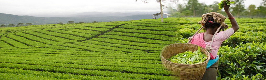 Tea Garden Assam Tour Operator Travel Agent, Tea Garden Assam National Park, Tea Garden Assam Tour Operator, Tea Garden Assam Travel Agent, Travel Agent Kaziranga, Tea Garden Assam Packaged Tour, Tour Package Tea Garden Assam, Itenary Tea Garden Assam, Tea Garden Assam Itenary, Rhino Tea Garden Assam, Visit to Tea Garden Assam, Tourist Spot Tea Garden Assam, Tourist Destination Tea Garden Assam, Trip to Tea Garden Assam, Adventure Trip to Tea Garden Assam, Leisure trip to Tea Garden Assam, Birding Tea Garden Assam, Trekking to Tea Garden Assam, Tribal Tour Tea Garden Assam, Heritage Tour Tea Garden Assam, Bagan Assam Tour Operator Travel Agent, Bagan Assam National Park, Bagan Assam Tour Operator, Bagan Assam Travel Agent, Travel Agent Kaziranga, Bagan Assam Packaged Tour, Tour Package Bagan Assam, Itenary Bagan Assam, Bagan Assam Itenary, Rhino Bagan Assam, Visit to Bagan Assam, Tourist Spot Bagan Assam, Tourist Destination Bagan Assam, Trip to Bagan Assam, Adventure Trip to Bagan Assam, Leisure trip to Bagan Assam, Birding Bagan Assam, Trekking to Bagan Assam, Tribal Tour Bagan Assam, Heritage Tour Bagan Assam